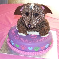 Puppy Chocolate cake, chocolate fudge filling.