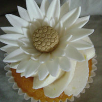 Daisy Cupcake 