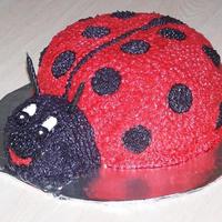 Ladybug 