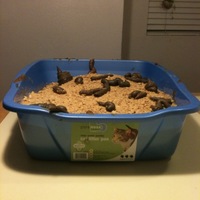 Kitty Litter I maid this cake for my brothers birthday ( he has been a dookie this year) I bought a litter box cheep, fit the cake in the box crumb coat...