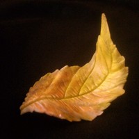 Gumpaste Leaf I'm getting into sugar art now