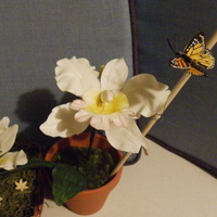 Cattlelaya Orchid For my PME class