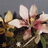 Lilies PME class final