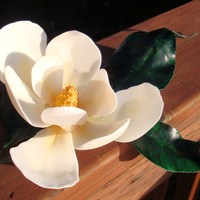 Southern Magnolia - Gumpaste I live in remote Alaska but I am from VA. It has been dark and dreary here so I wanted to make a flower to lift my spirits. I made this gum...