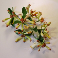 Honeysuckle 