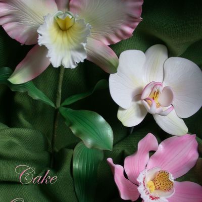 Orchids