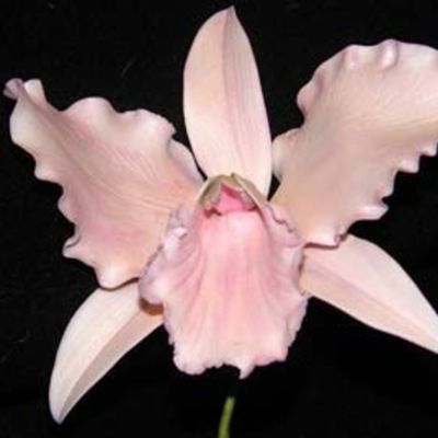 Cattelya Orchid