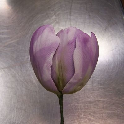 Tulip
