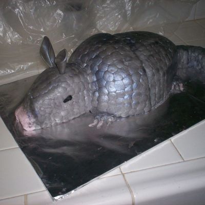 Armadillo Cake