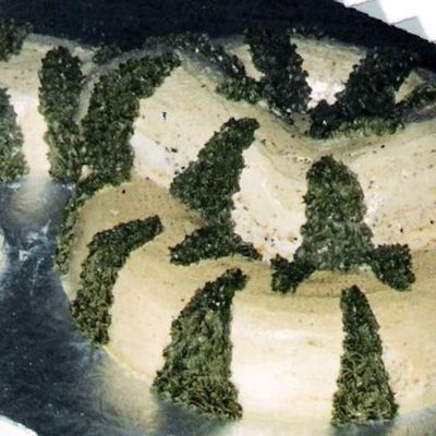 Large Boa Constrictor