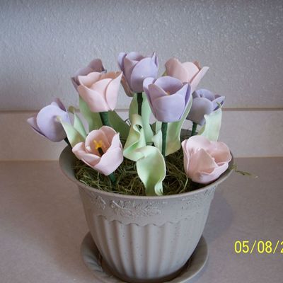Tulips