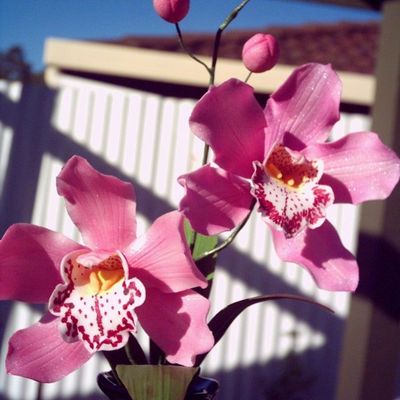Cymbidium Orchid