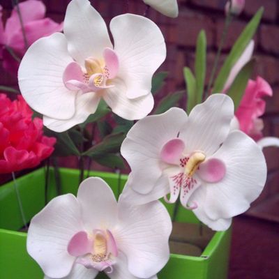 Moth Orchid