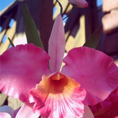 Cattleya Orchid
