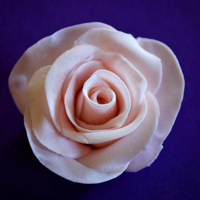 Rose(My First Rose)