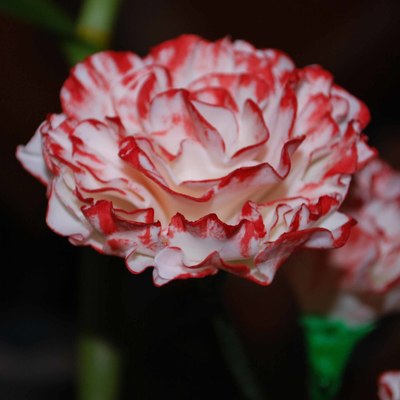 Carnations