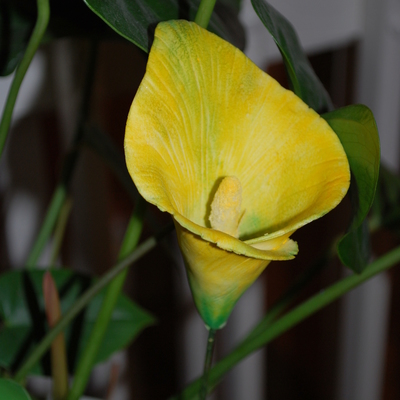 Yellow Calla Lily