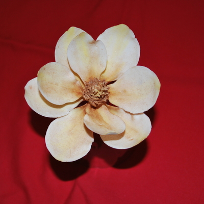 Magnolia