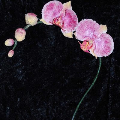 Phalaenopsis-Moth Orchid