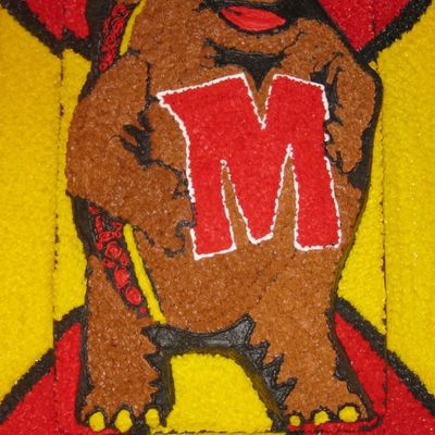 Maryland Terrapin Turtle