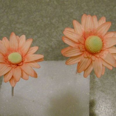 Gerbera Daisy