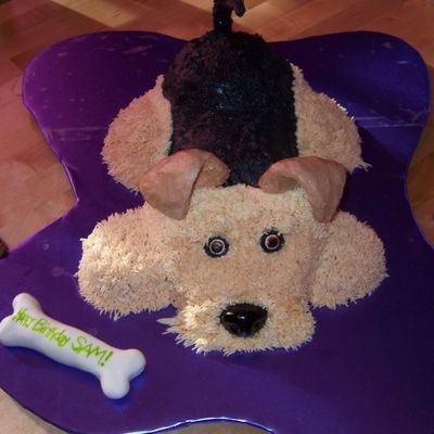 Lexi - Airedale Terrier