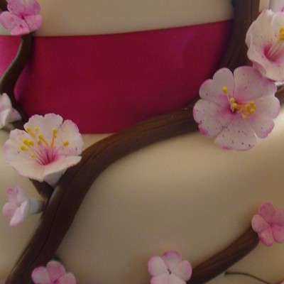 Pink Cherry Blossom