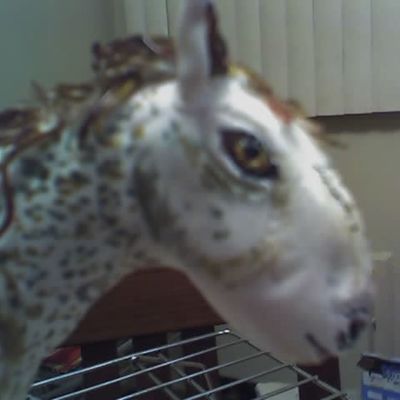 Cinderellas Horse