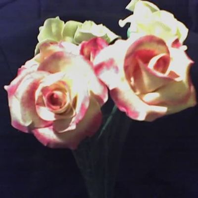 Fire And Ice Roses