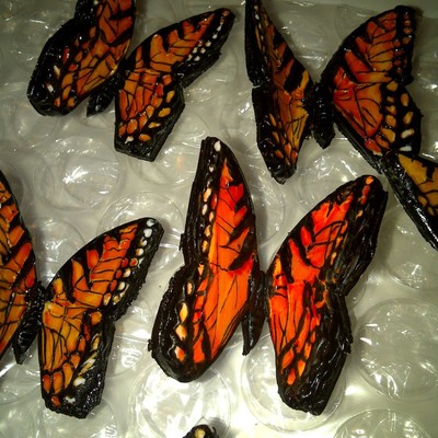 Tiger Stripe Monarchs
