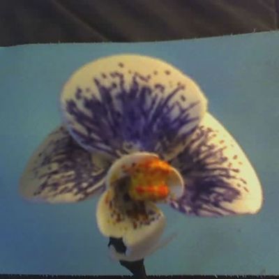 Orchid 2
