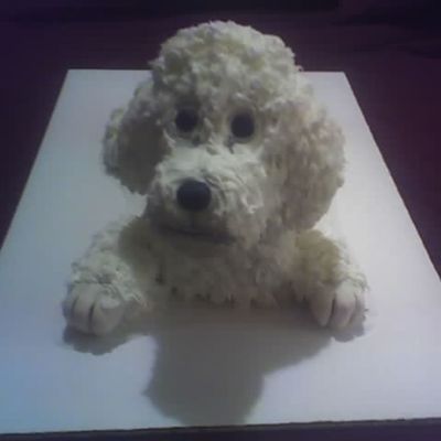 Poodle