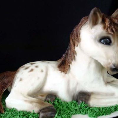 Apaloosa Pony