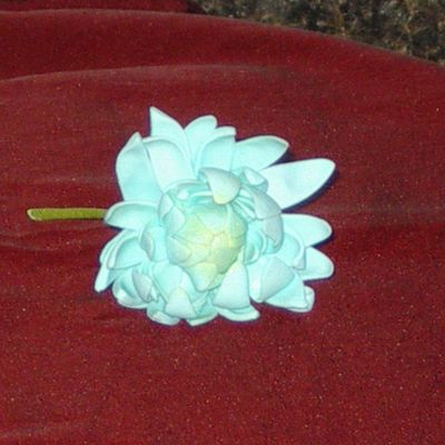 First Crysthanthimum