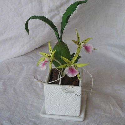 An Aspasia Orchid