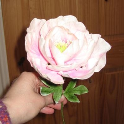 My First 'proper' Flower .. Tree Peony!