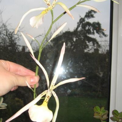 'proper' Flower Effort No 2! Brassia Orchid