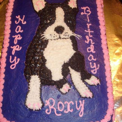 Boston Terrier Puppy