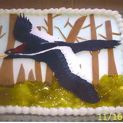 Ivory Billed Woodpecker