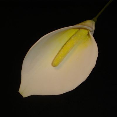 Calla Lily