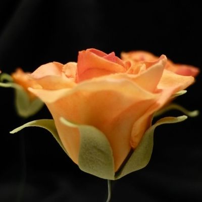 Gumpaste Roses For Ruths Cake