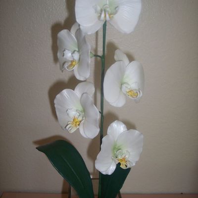 Moth Orchids