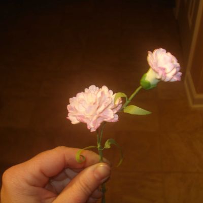 Carnation