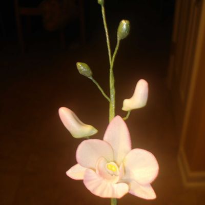 Dendrobium Orchid