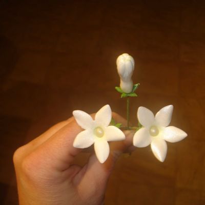 Stephanotis