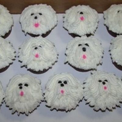 Maltese Dog Cupcakes