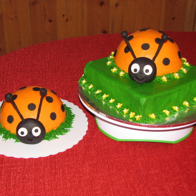 Orange And Black Ladybugs