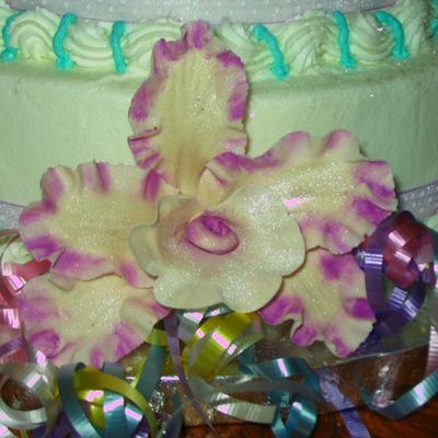 Ivory And Fuschia Orchid