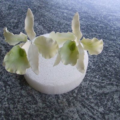 Fantasy Orchids
