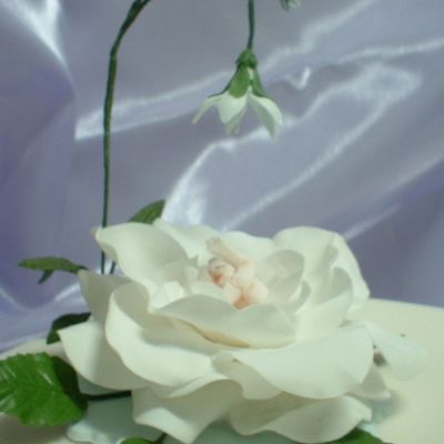 Closeup Of Baby In The Rose